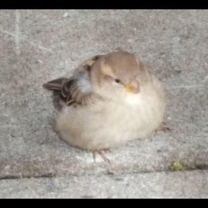 Meet your Posher, Na